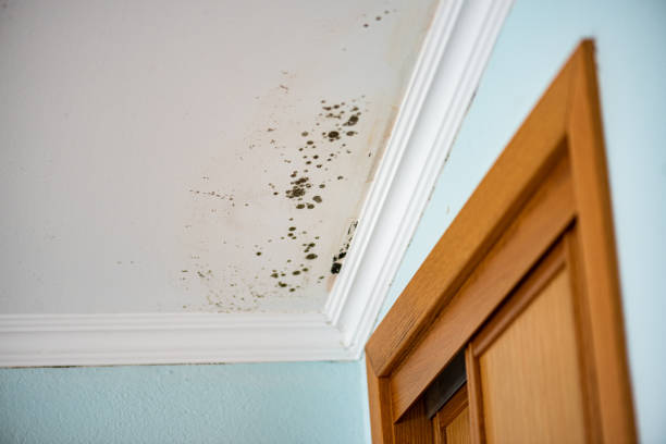 Trusted Frankton, IN Mold Removal Experts
