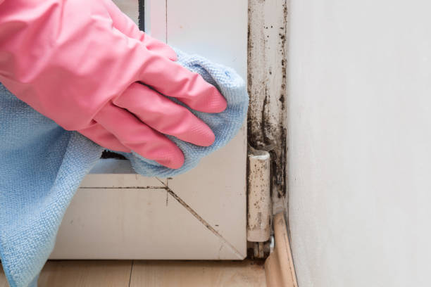 Best Affordable Mold Removal  in Frankton, IN