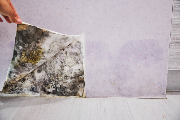Best Local Mold Removal Service  in Frankton, IN